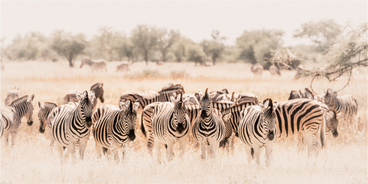 Main image Beneath the Savannah Sun