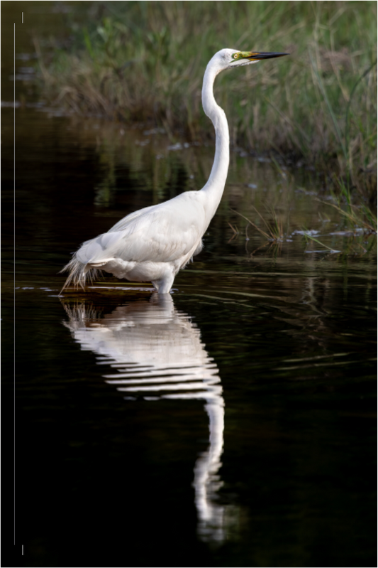 Reflected Grace