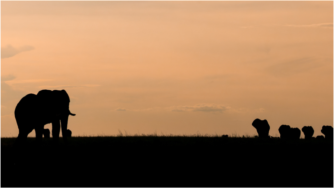 Silhouettes