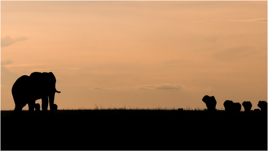 Silhouettes