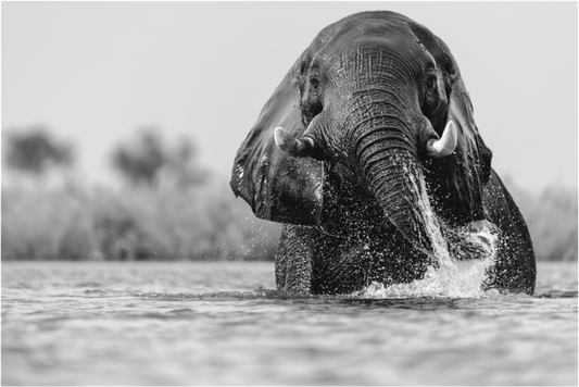 Giant Of The Chobe