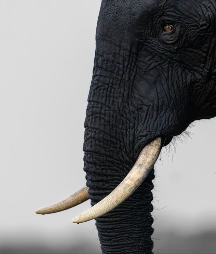 Main image Eye Of An Elephant