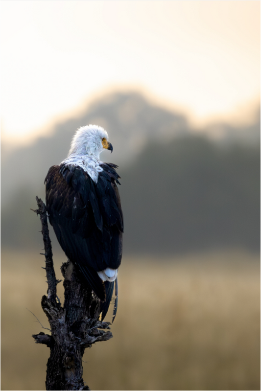 Feathers, Focus And Quiet Command